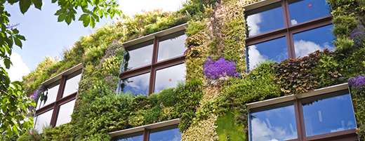 ¿Estás pensando en un muro o azotea verde?